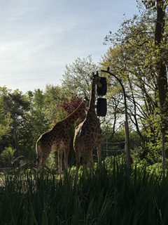 Zoo3